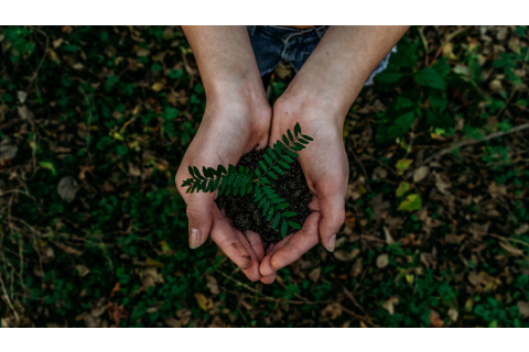 How to grow healthy plants?