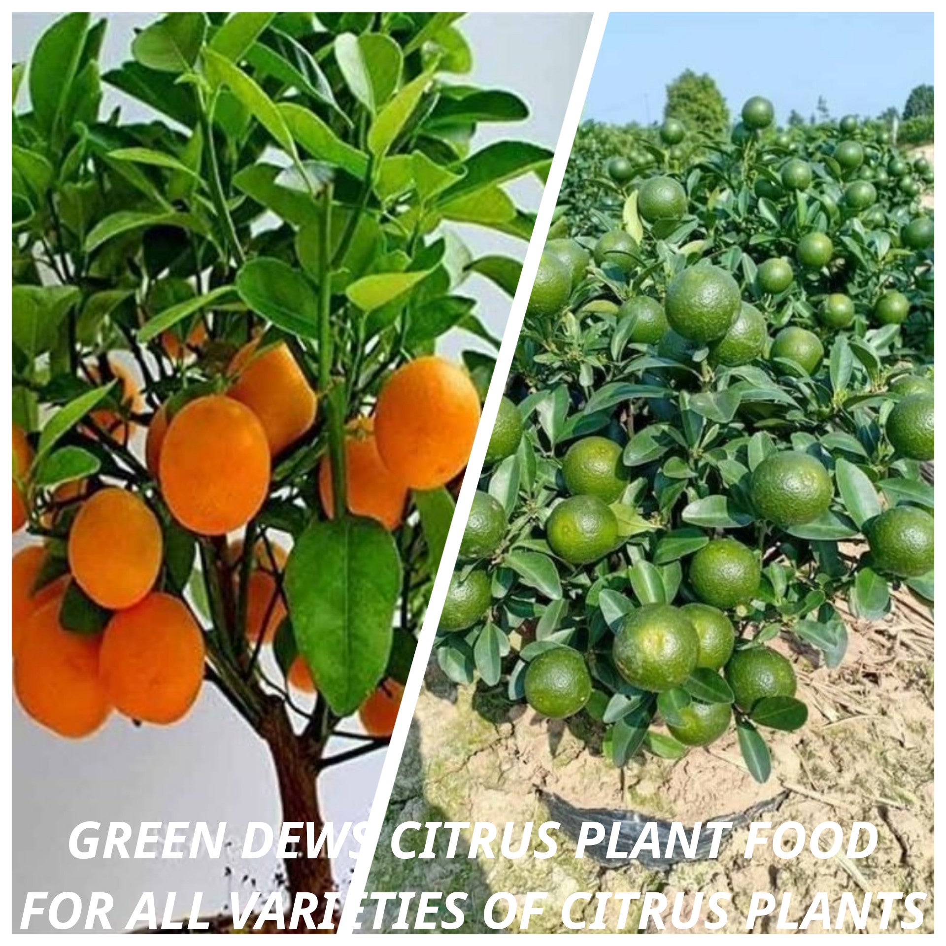 Green Dews Citrus plant fertilizer liquid for lemon plants oranges grape fruits - hfnl!fe