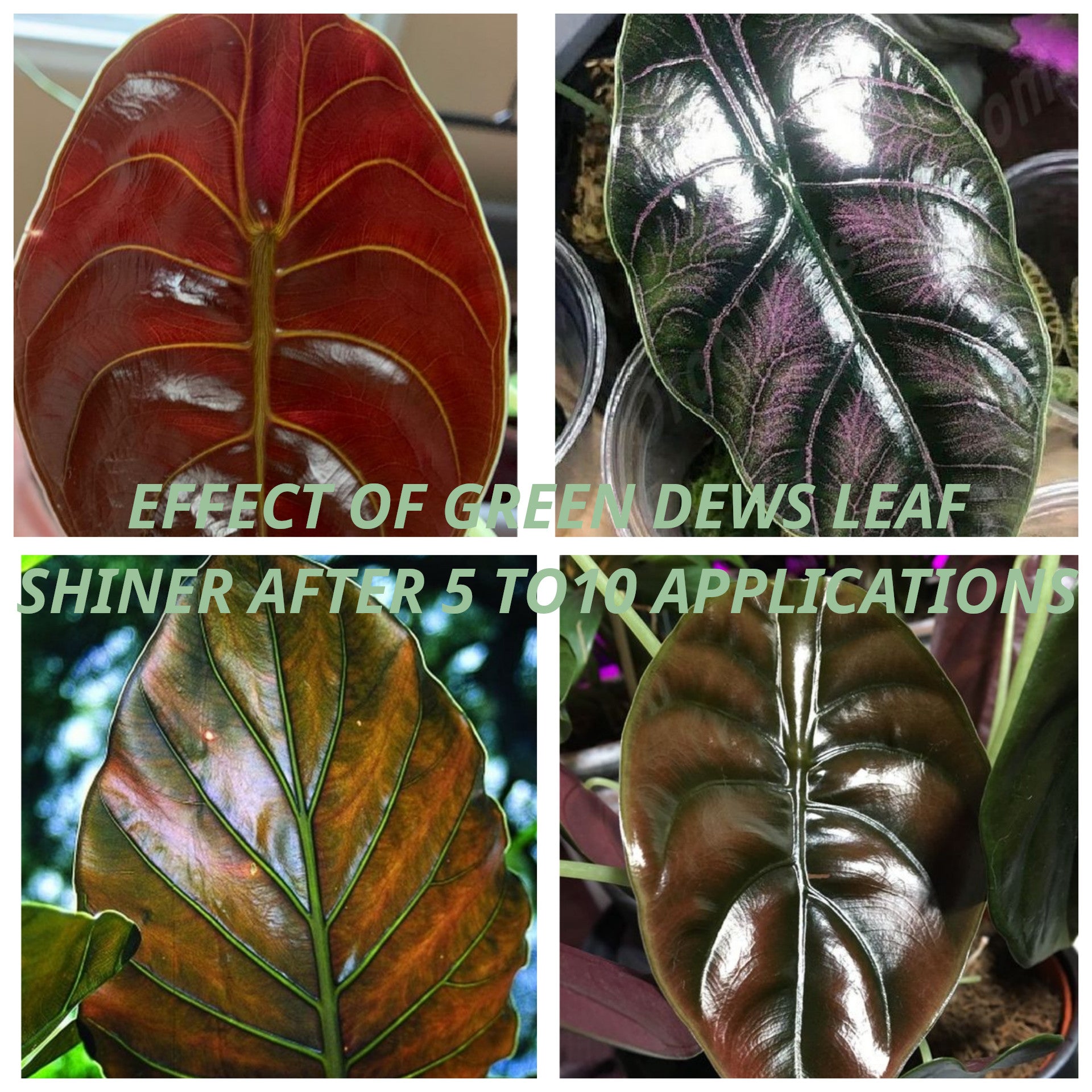 Green Dews Leaf Shine Spray For Plants Shiny Glossy Leaves Leaf Shiner Leaf Glow Shines Foliage Organic Liquid No Oil Content - hfnl!fe