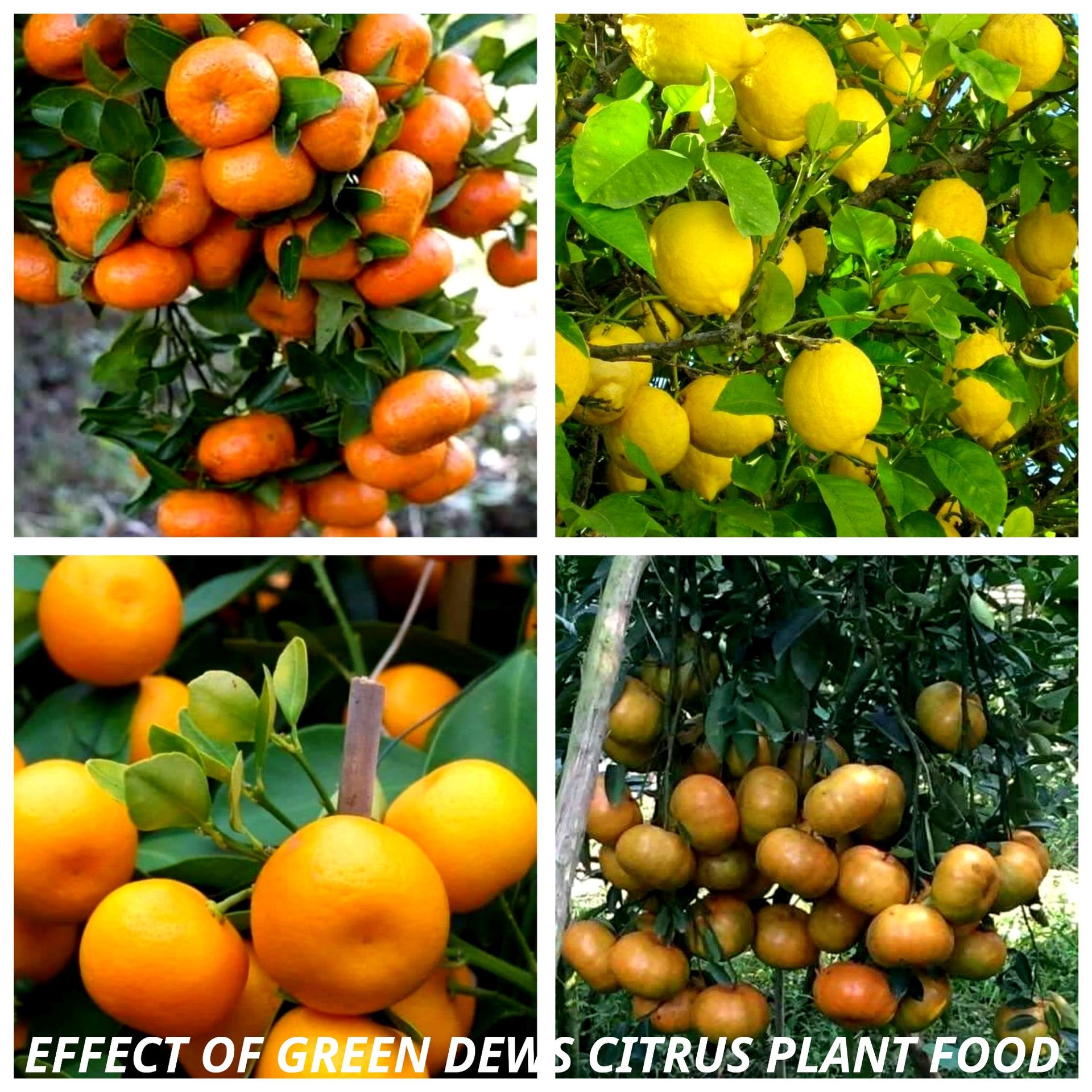 Green Dews Citrus plant fertilizer liquid for lemon plants oranges grape fruits - hfnl!fe
