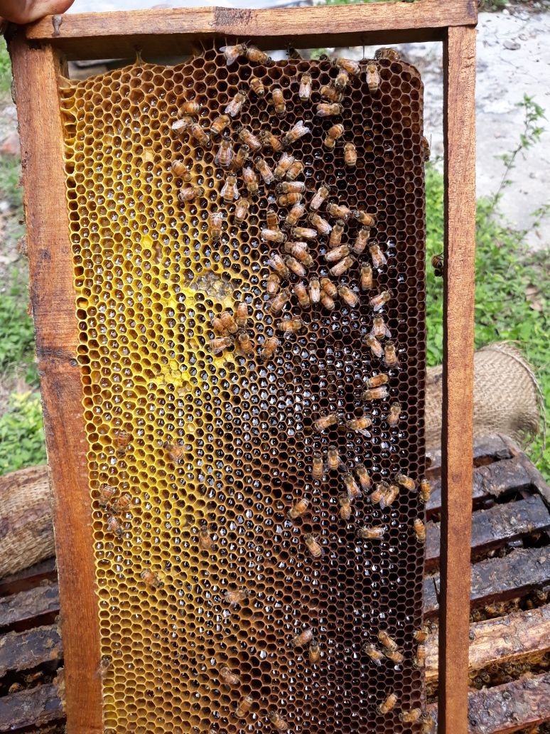 Uttaransh Ajwain Floral Honey 500gms - hfnl!fe