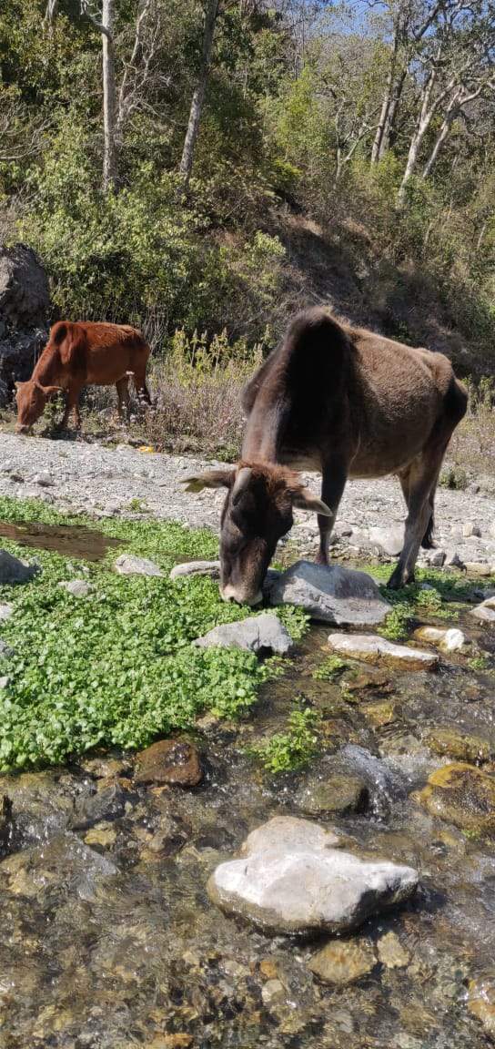 Uttaransh Bilona Badri Cow Ghee - 500 ml - hfnl!fe