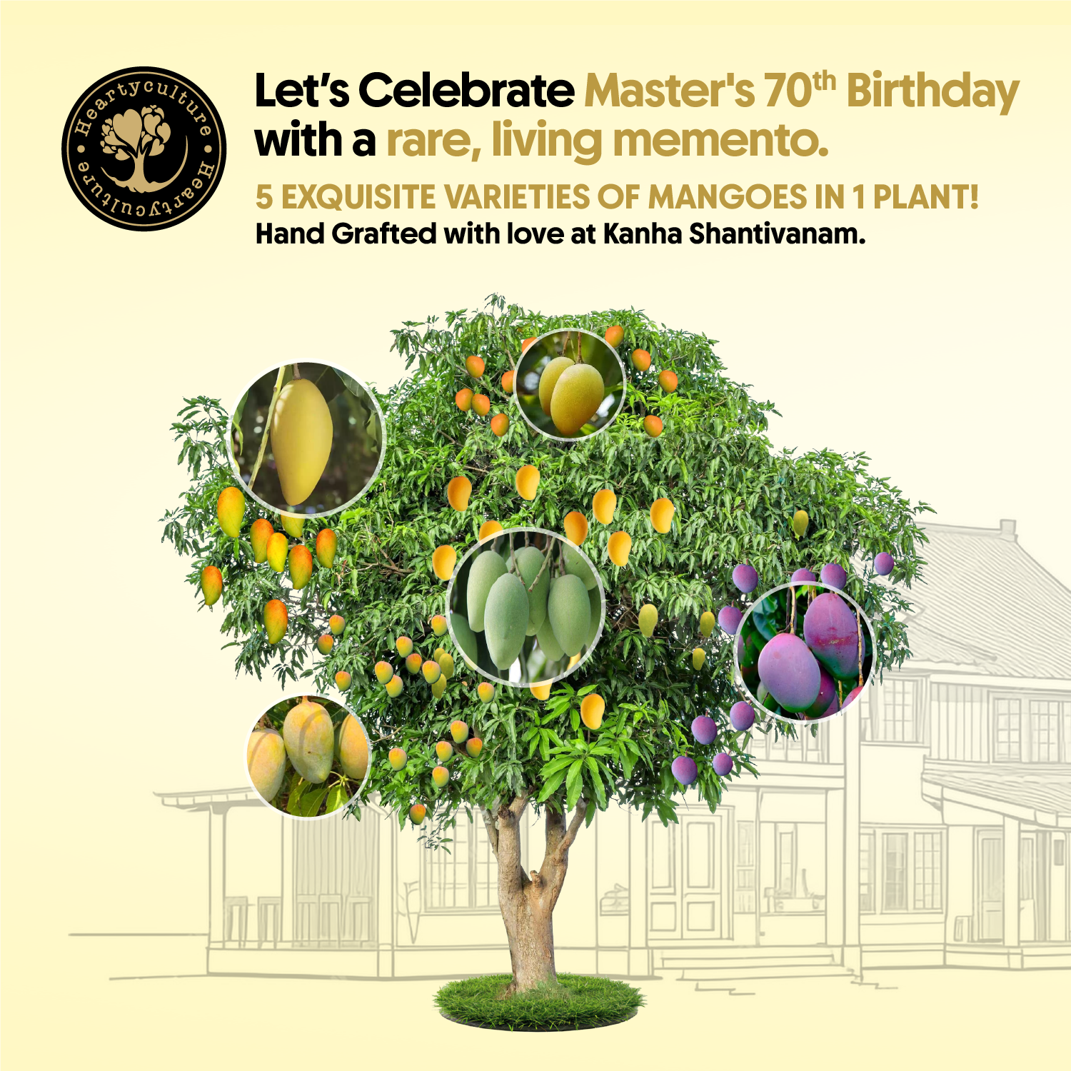 5 EXQUISITE VARITIES OF MANGOES IN 1 PLANT- EMI