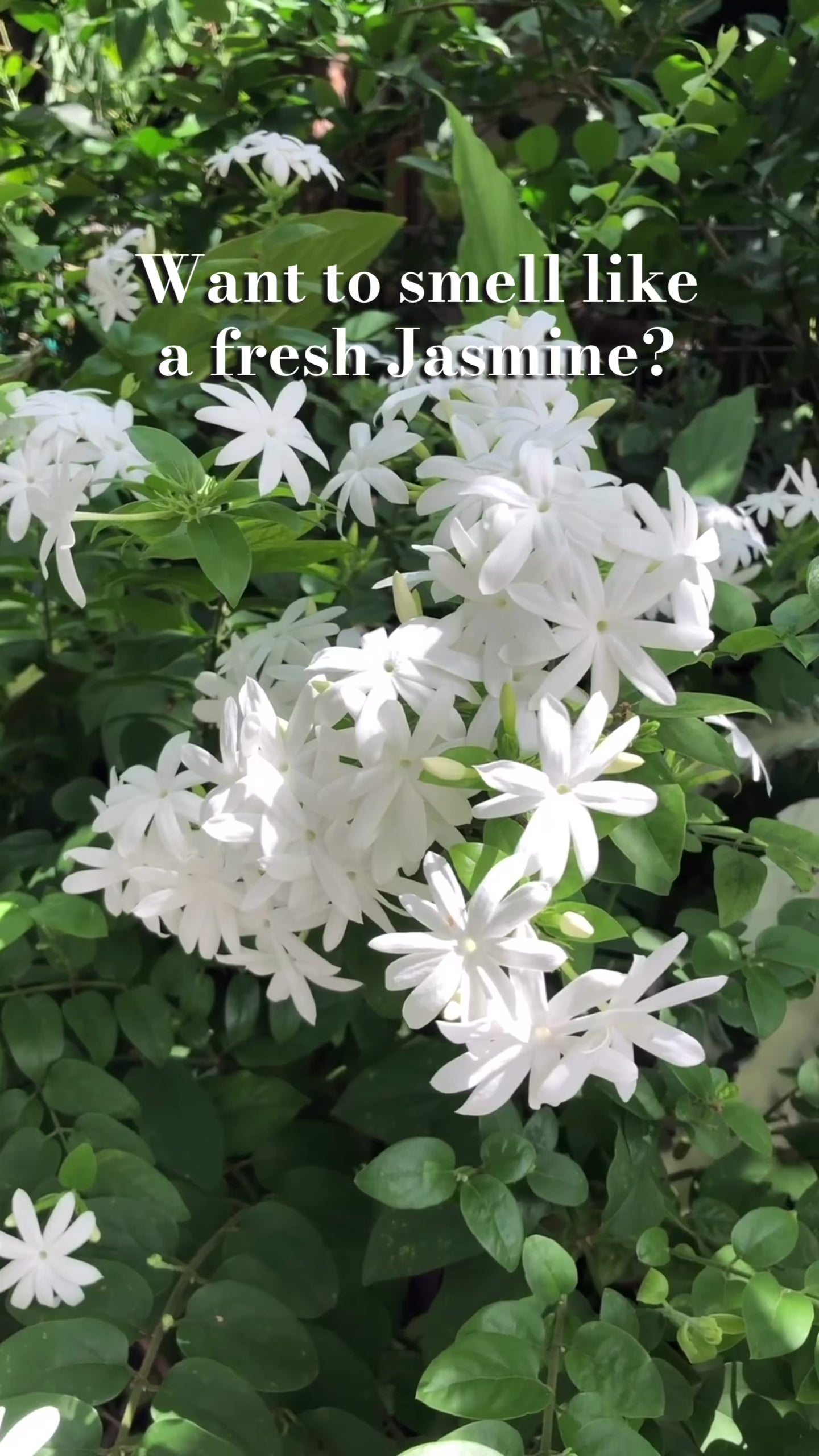 Rose & Jasmine Bathing Bar Video Website.mp4