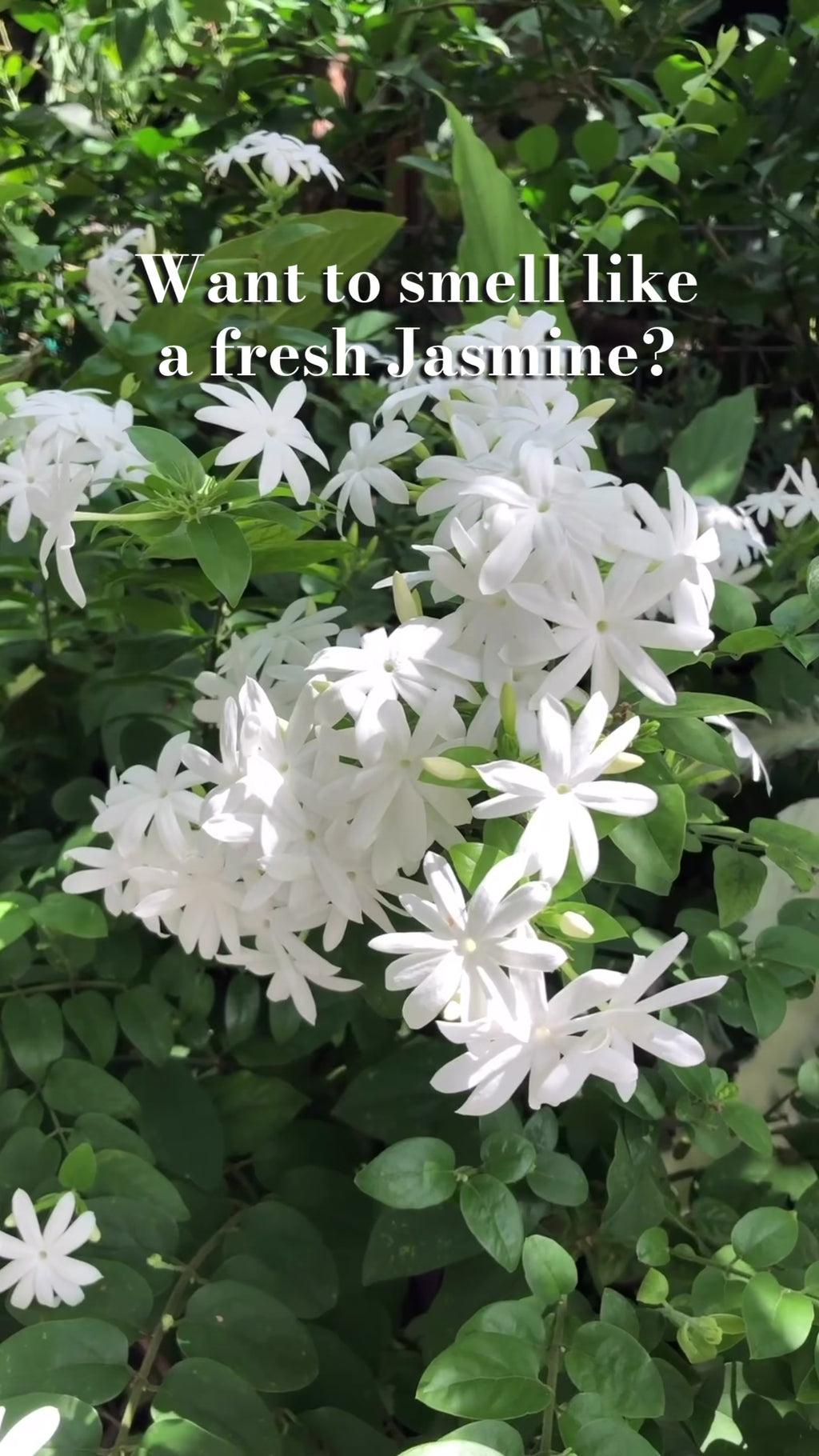 Rose & Jasmine Bathing Bar Video Website.mp4