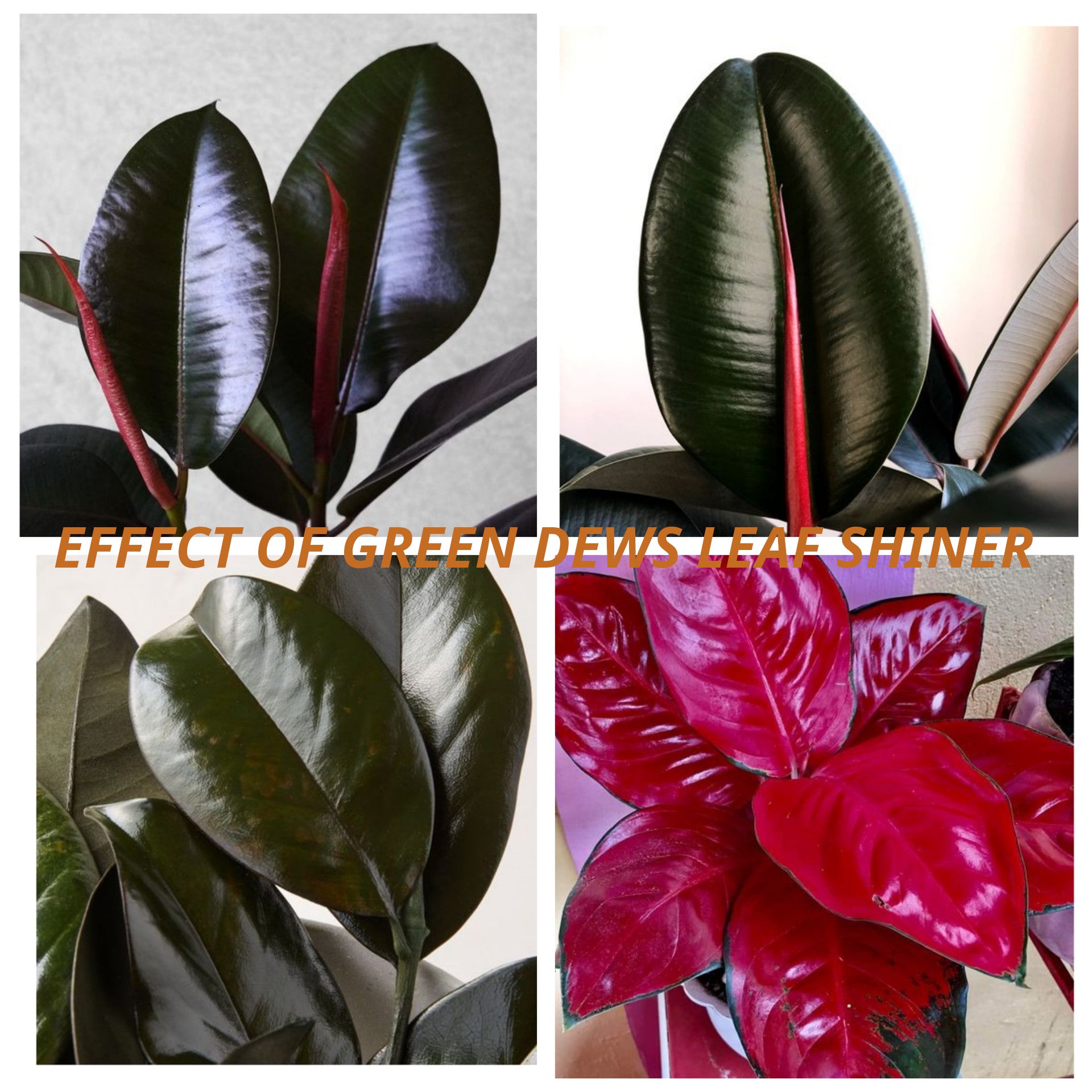 indoor plant leaf shine Green Dews Leaf Shine Spray For Plants Shiny Glossy Leaves Leaf Shiner