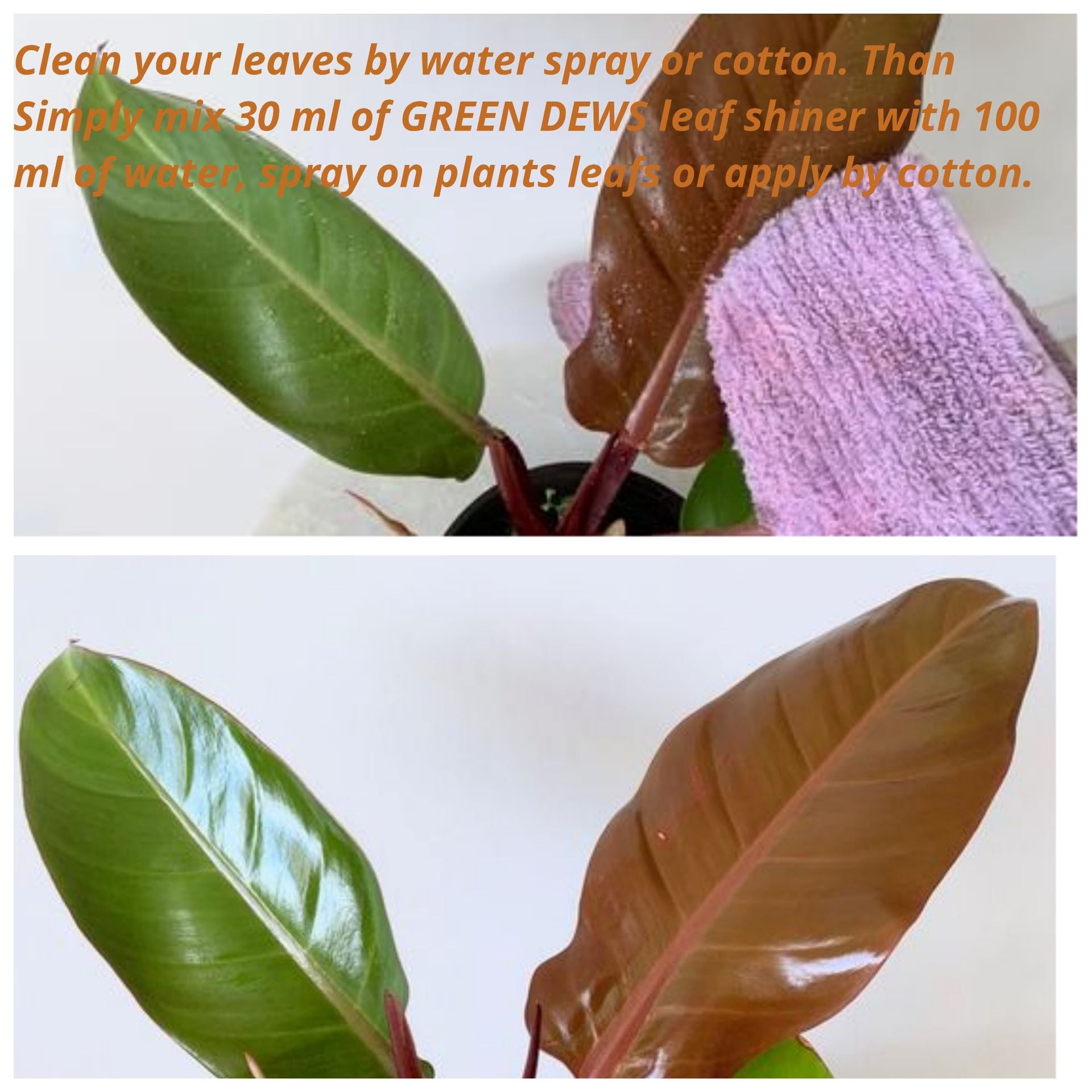 indoor plant spray for shiny leaves Green Dews Leaf Shine Spray For Plants Shiny Glossy Leaves Leaf Shiner