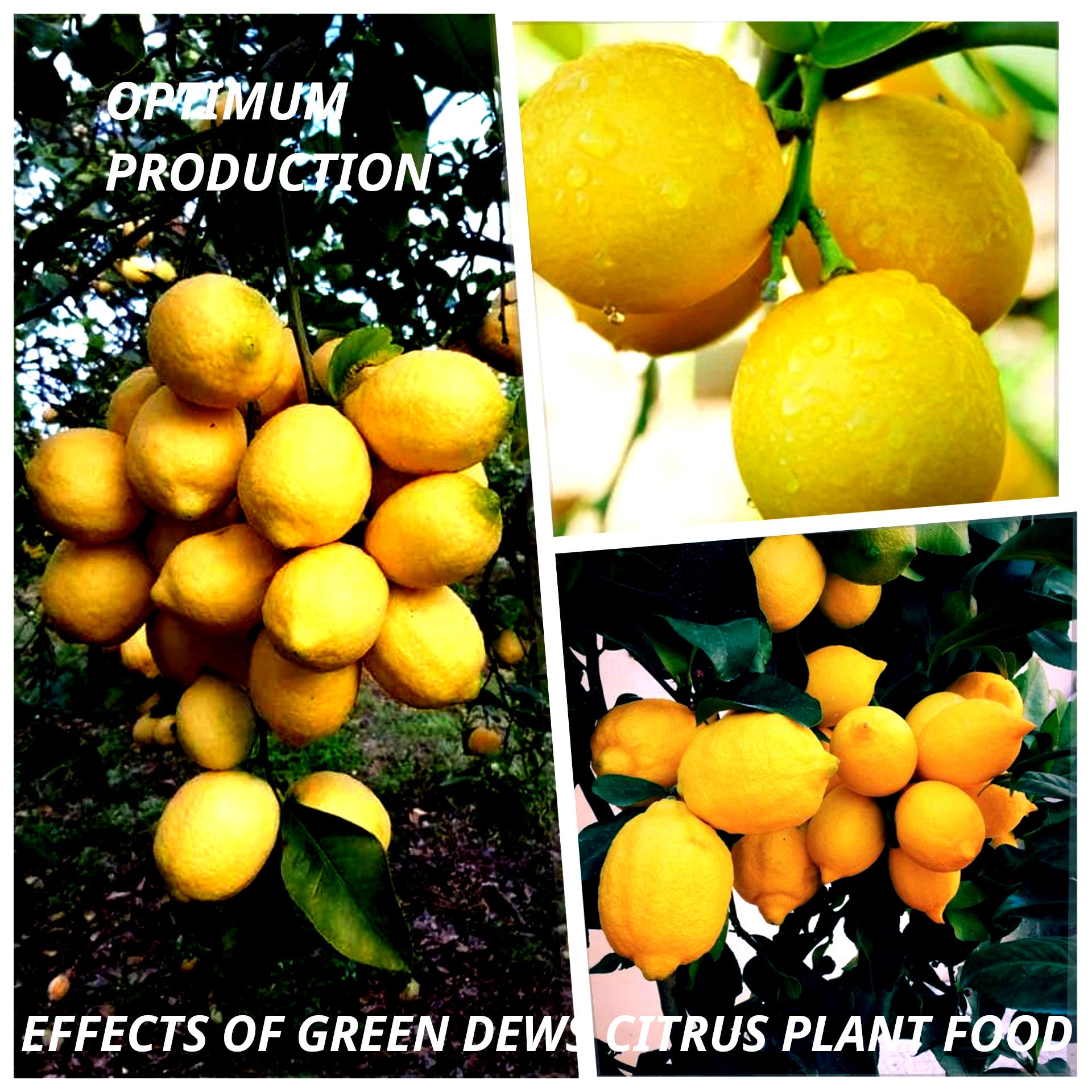 Green Dews Citrus plant fertilizer liquid for lemon plants oranges grape fruits - hfnl!fe