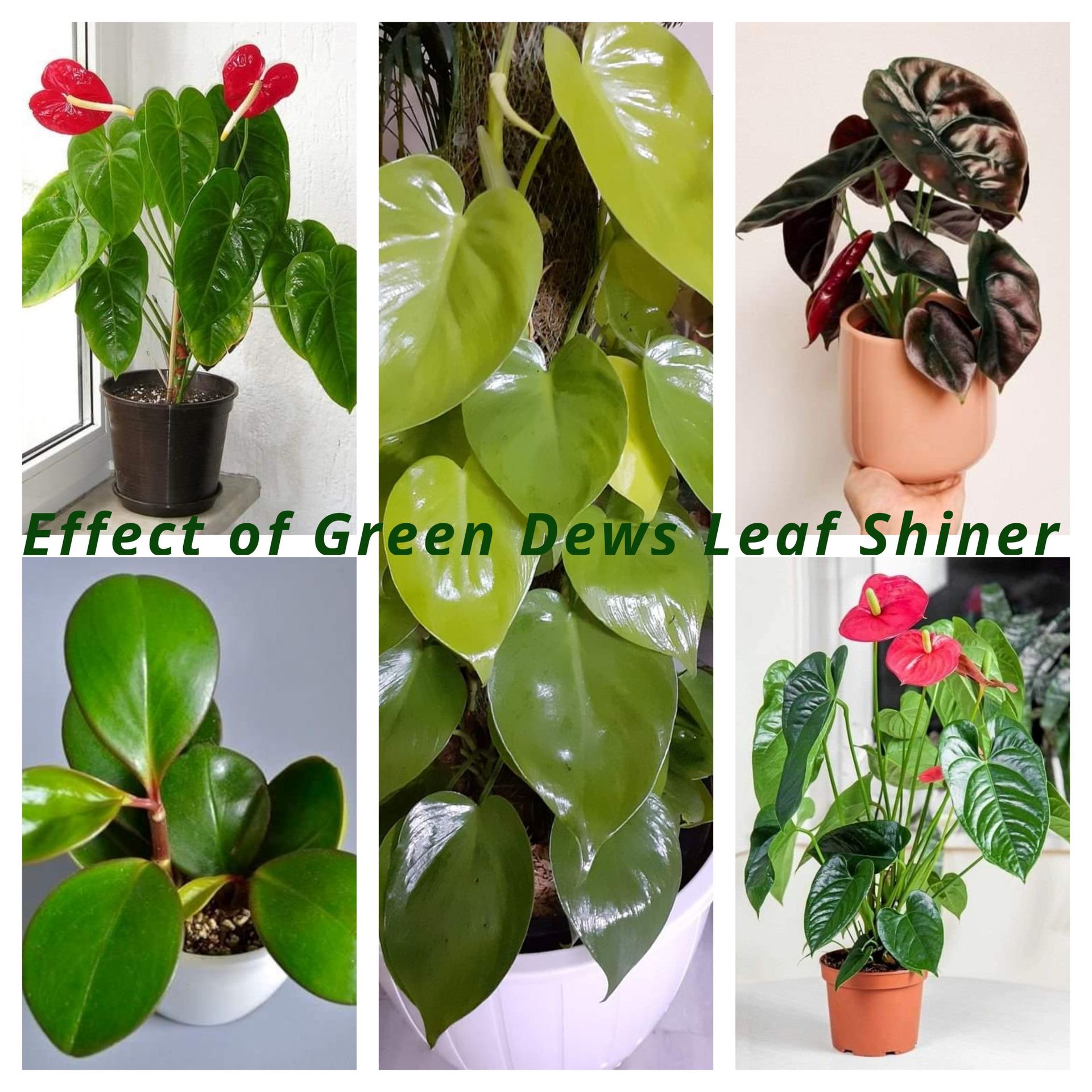 shiny leaves indoor plants Green Dews Leaf Shine Spray For Plants Shiny Glossy Leaves Leaf Shiner