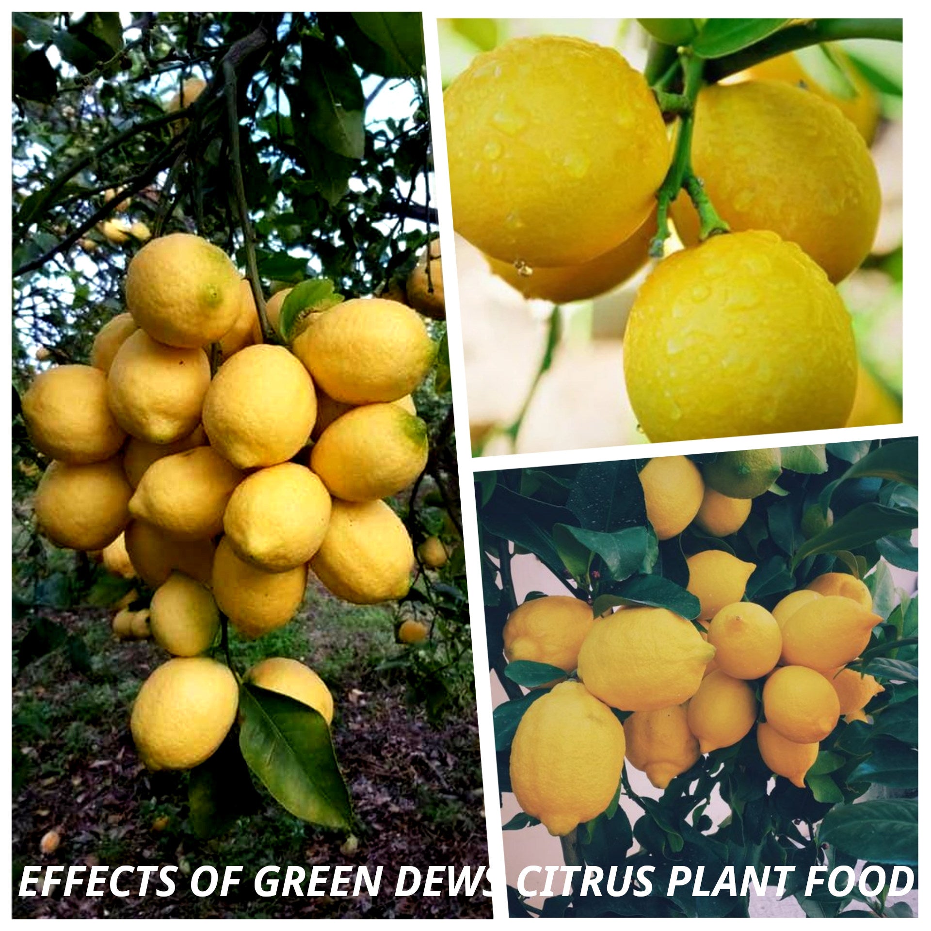 Green Dews Fertilizer For Lemon Plant Organic Granules To Boost More Flowering Fruiting Growth Of All Type Of Citrus Trees - hfnl!fe