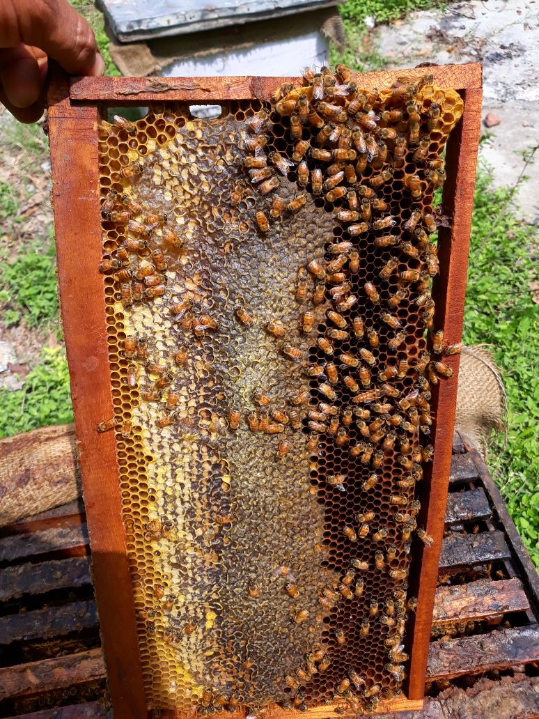 Uttaransh Desi Kikar(Acacia) FLoral Honey 500gms - hfnl!fe