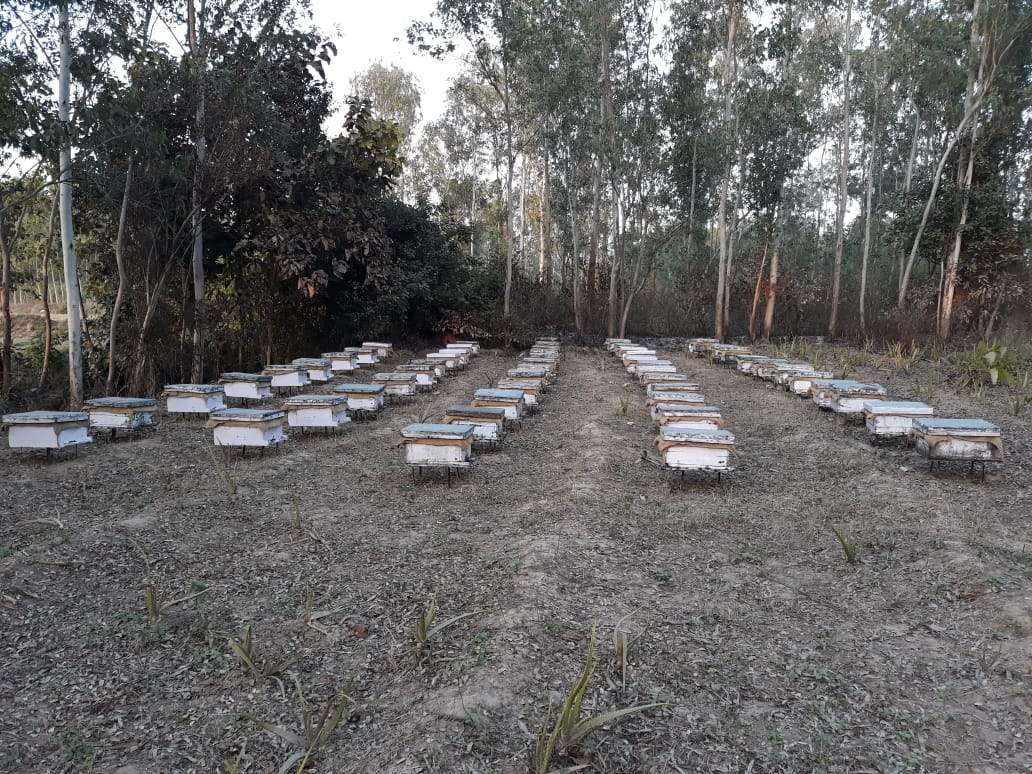 Uttaransh Desi Kikar(Acacia) FLoral Honey 500gms - hfnl!fe