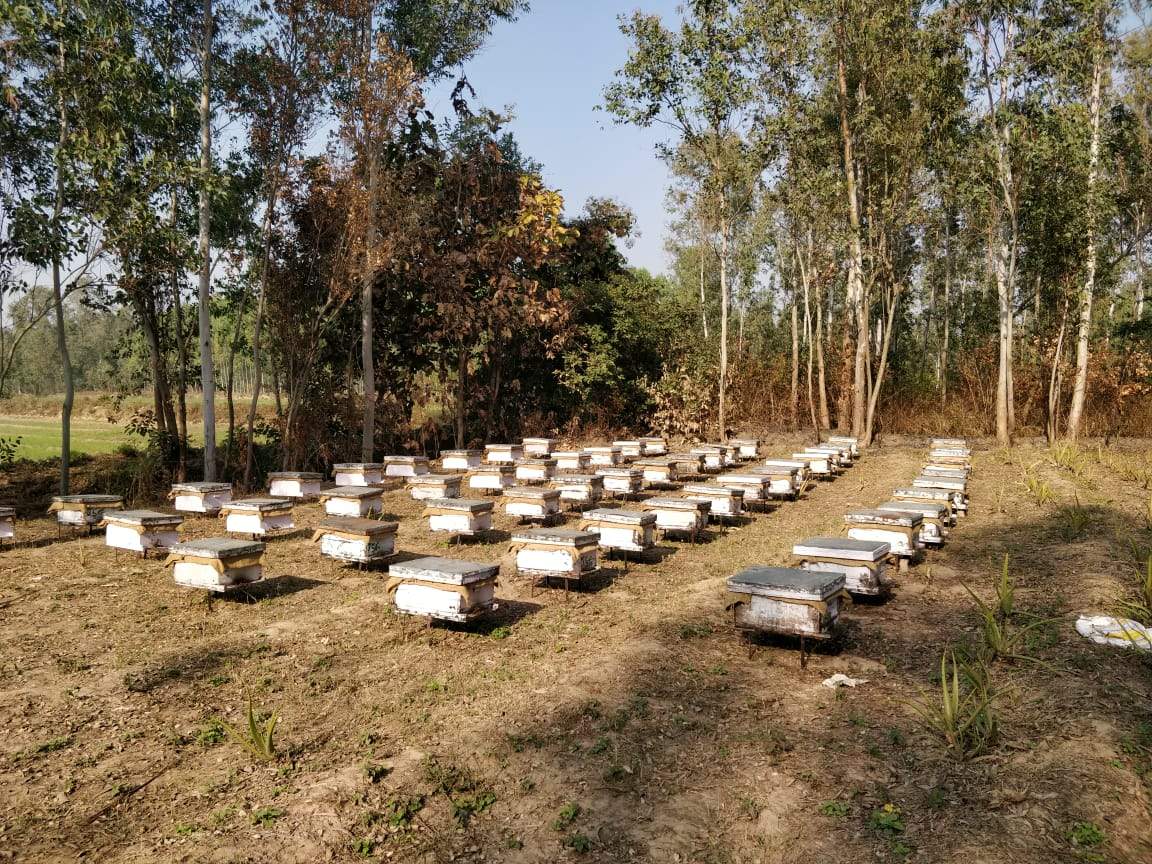 Uttaransh Multifloral (Eucalyptus) Honey 500gms - hfnl!fe